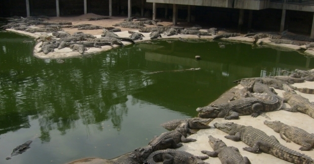 10 тысячам крокодилов грозит голодная смерть в Гондурасе