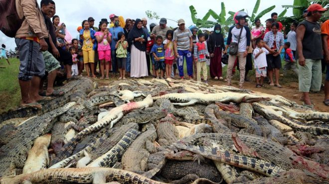 В Індонезії селяни вбили майже 300 крокодилів через помсту
