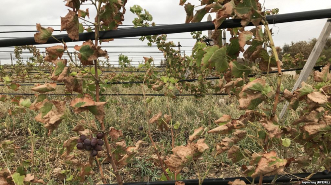 В Крыму кислотные выбросы обожгли виноградники, огороды и деревья, - СМИ