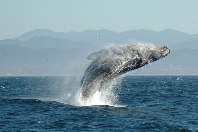 В Австралии впервые сняли огромную группу китов, которые показали 