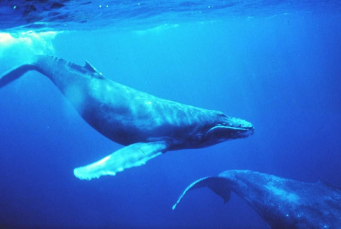 Дані Організації договору про всеосяжну заборону ядерних випробувань допомогли знайти нову популяцію киті