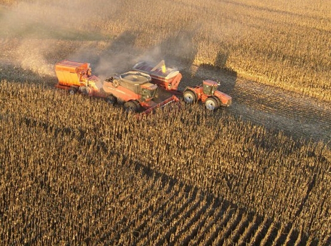 Попри війну українські аграрії зібрали більше 40 млн тонн зернових