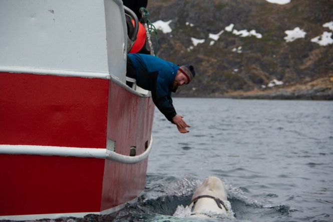 Вблизи Норвегии обнаружили кита с видеокамерой и надписью 