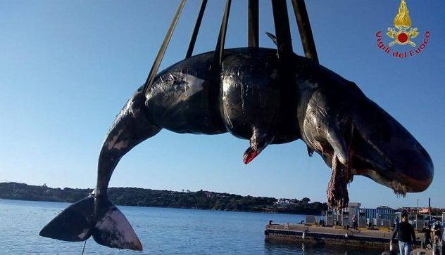 В Італії виявили загиблу вагітну самку кита, в її шлунку було 22 кг пластику
