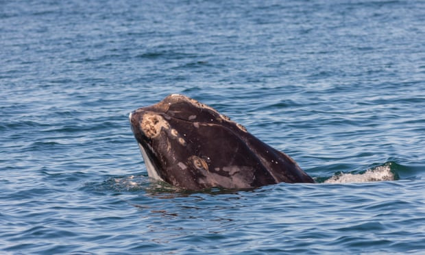Ученые впервые за два года обнаружили детеныша гладкого кита