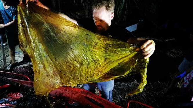 У шлунку мертвого кита знайшли 40 кг пластику
