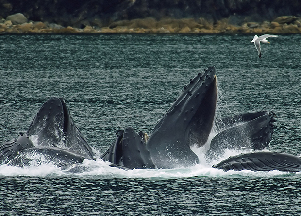 Изменение климата повлияет на популяцию китов в южном полушарии
