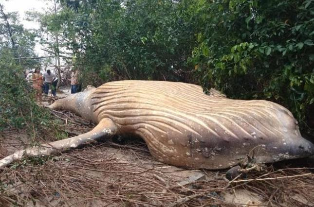 У джунглях Амазонки знайшли мертвого кита