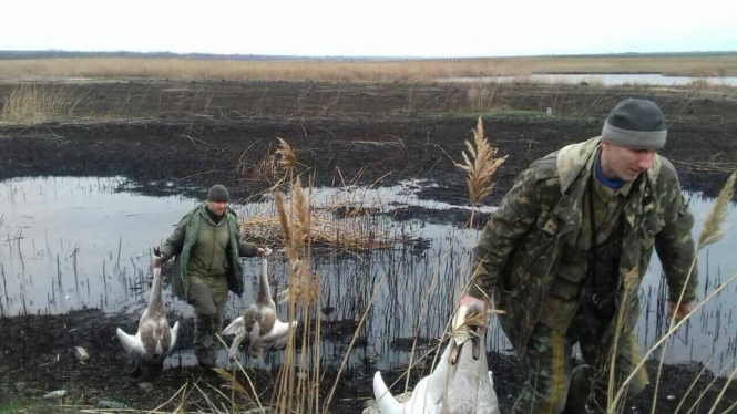 На Київщині двоє чиновників розстріляли лебедів, - ФОТО