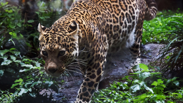 На Полтавщині леопард наскочив на жінку під час того як його вигулював власник