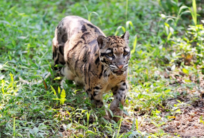 У Тайвані виявили димчастого леопарда, якого востаннє бачили понад 30 років тому