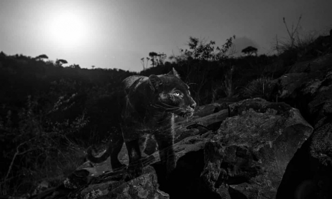 Черный африканский леопард впервые за 110 лет попал в объектив фотографа