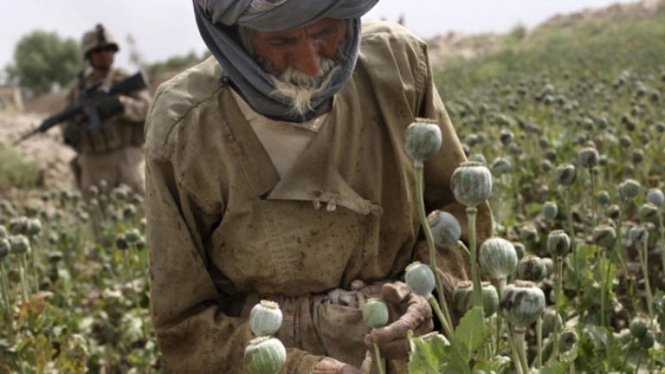 Протягом 2013 року в Афганістані зросте виробництво опіуму, - ООН
