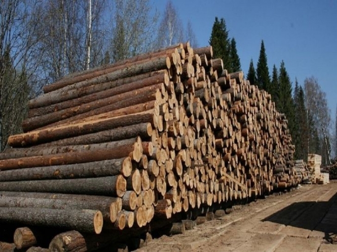 Лісник дозволив незаконну вирубку дерев на мільйон, а отримав штраф – 10 тисяч
