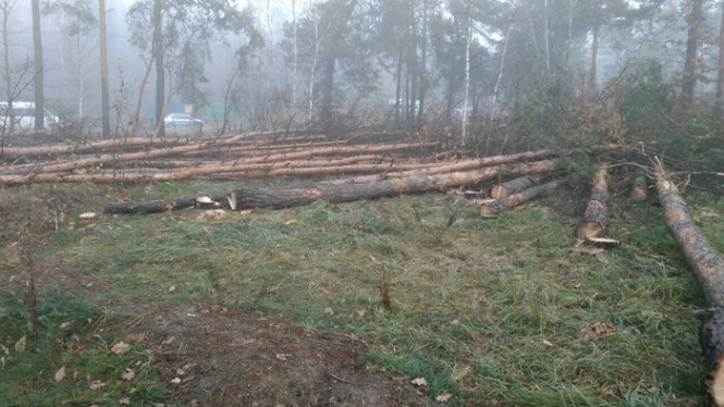 В Киеве начали вырубку леса возле станции метро 