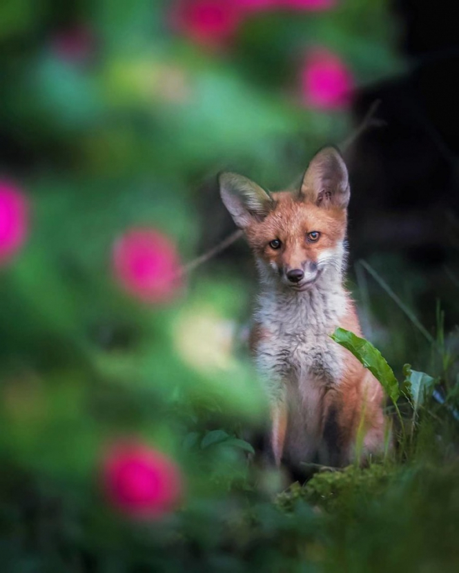 Мир диких животных в объективе финского фотографа