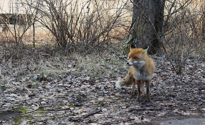 У парку Кременчука вбили лиса, що жив у вольєрі 