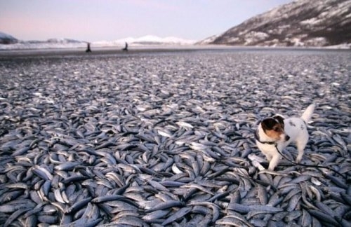 Азовське узбережжя вкрили тонни мертвої риби
