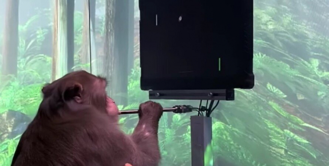 Стартап Маска показал видео с обезьяной, которую научили играть в видеоигры силой мысли
