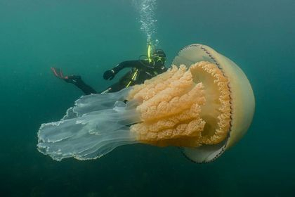У Великій Британії виявили медузу розміром з людину