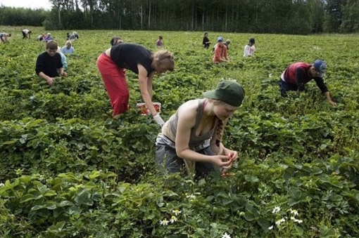 Почти 200 работников из Западной Украины попали в рабство в Великобритании