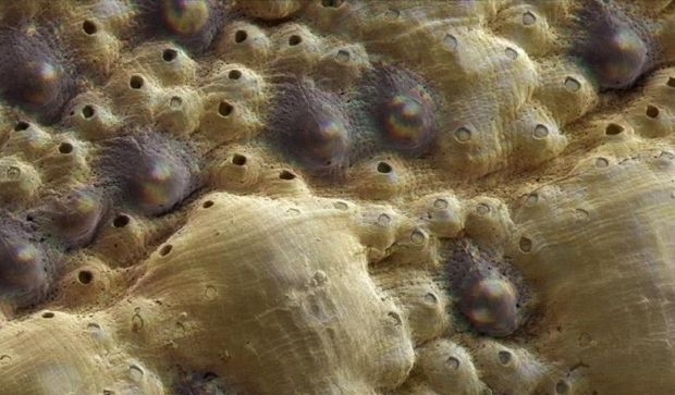 Невероятно: Ученые обнаружили в океане существо с сотней глаз