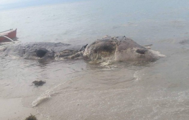 На Филиппинах нашли тело неизвестного гигантского морского существа