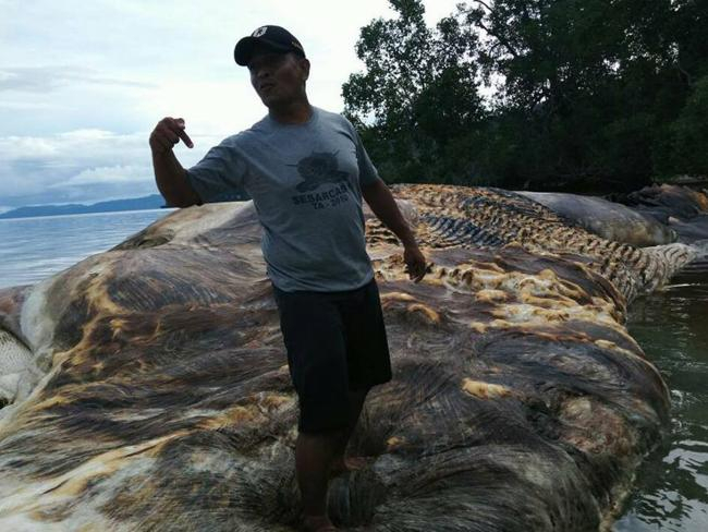 В Индонезии на берег выбросило неизвестное гигантскую существо - ВИДЕО