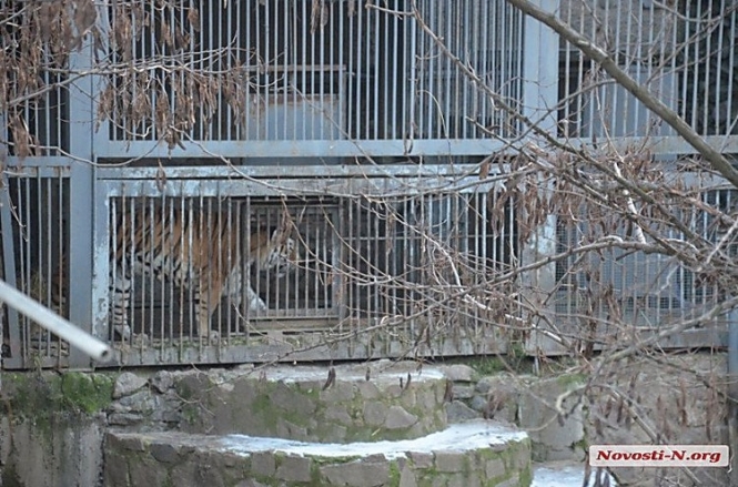 У Миколаєві працівник зоопарку наклав на себе руки, зістрибнувши у вольєр з тиграми, - ВІДЕО