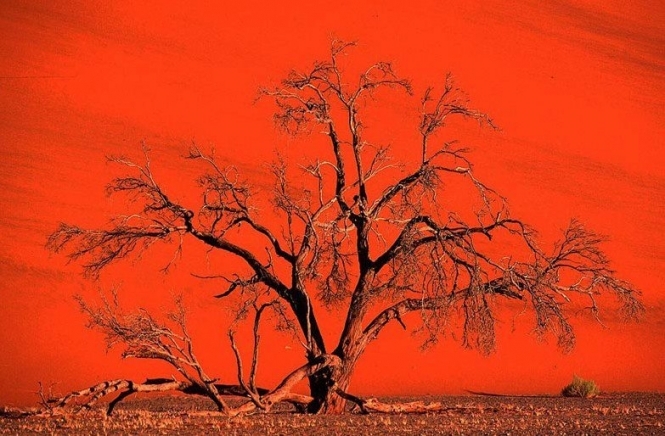 Дерева, що вмерли 900 років тому, досі прикрашають пустелю
