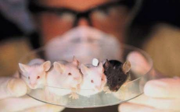 Японські вчені клонували мишу з краплини крові