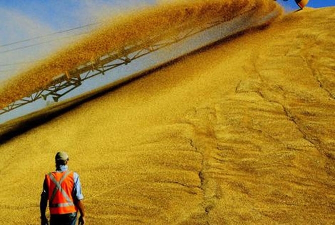 Україна намолотила 3 млн тонн зерна