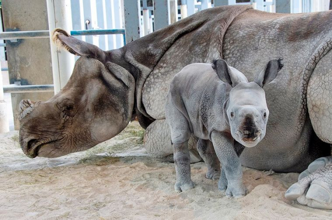 Впервые в мире родился редкий носорог путем искусственного оплодотворения, - зоопарк Майами