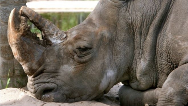 У Кенії приспали останнього самця північного білого носорога
