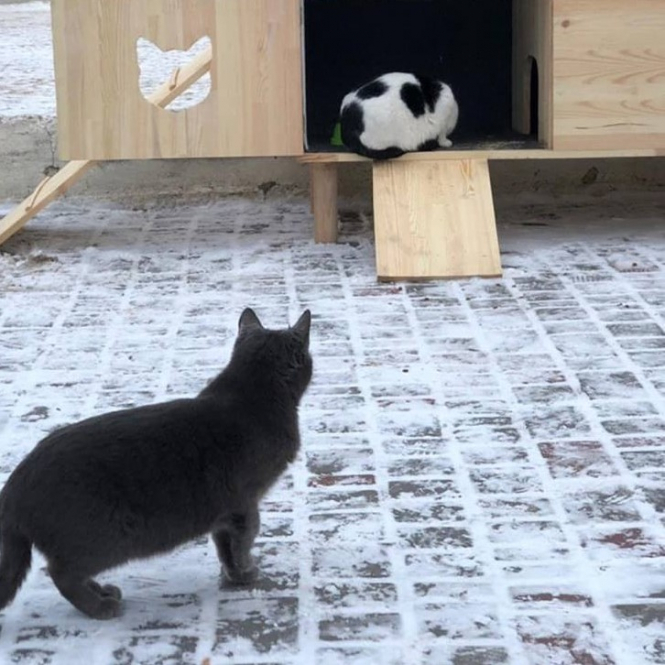 Одесские волонтеры установили на пляже домики для бездомных котов