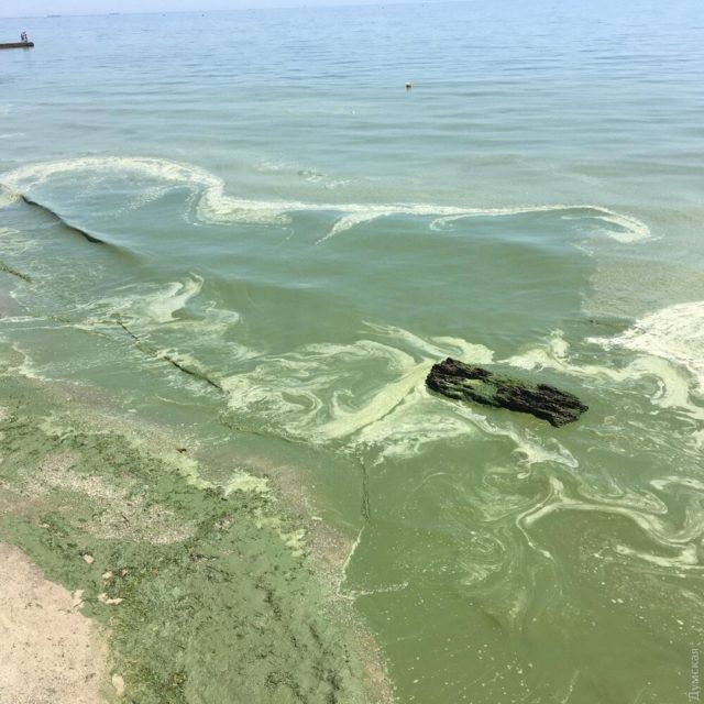 В Одесі позеленіло море: купатися не рекомендують