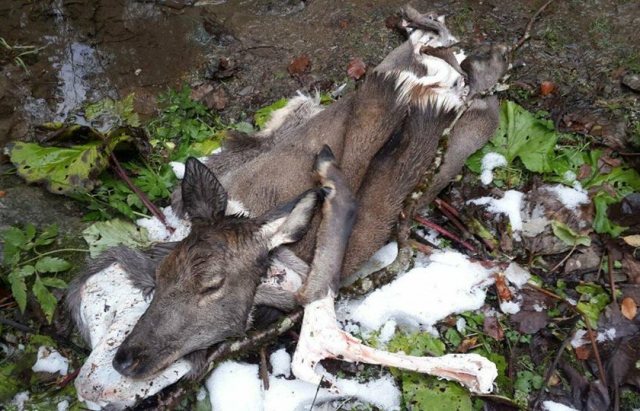 Охранники Карпатского заповедника убили краснокнижного медведя и оленя (+18)