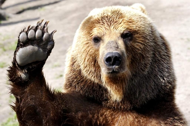 У зоопарку Познаня ведведиця відкопала бойовий снаряд