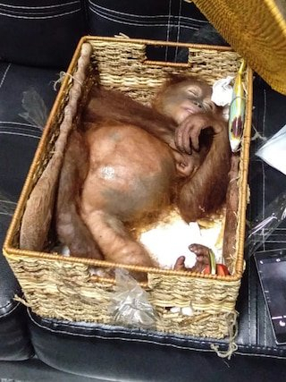 На Балі затримали росіянина, який намагався у багажі вивезти з країни орангутанга
