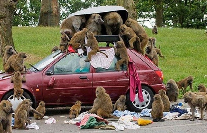У ПАР люди воюють з мавпами-грабіжниками