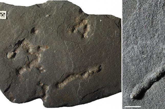 Палеонтологи обнаружили останки древнейших многоклеточных животных
