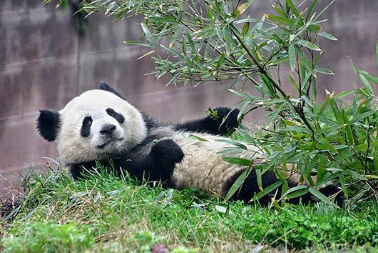 В Китае появится туристический маршрут для любителей панд