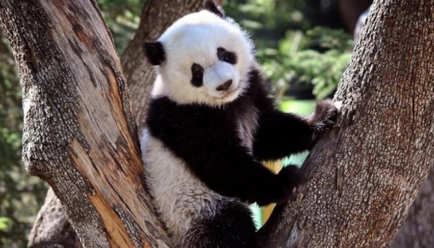 В зоопарке Мадрида родились панды-близнецы