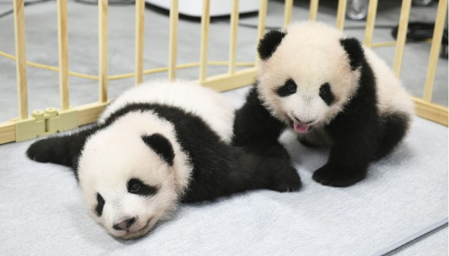 В японському зоопарку народилася пара великих панд-близнюків