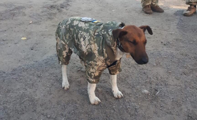 Фронтовому собаке 72-й бригады сшили военную форму