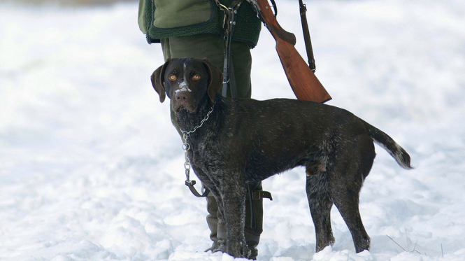В России пес застрелил хозяина из охотничьего оружия