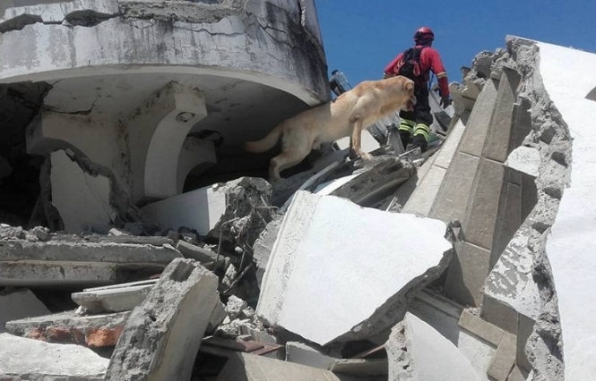 В Эквадоре умер пес-спасатель, который искал людей под завалами