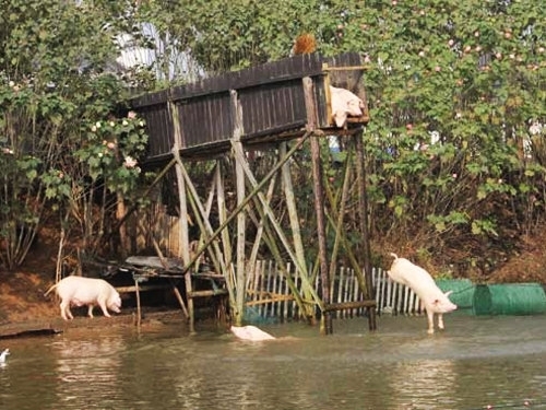 У Китаї в річці виловили майже тисячу мертвих свиней