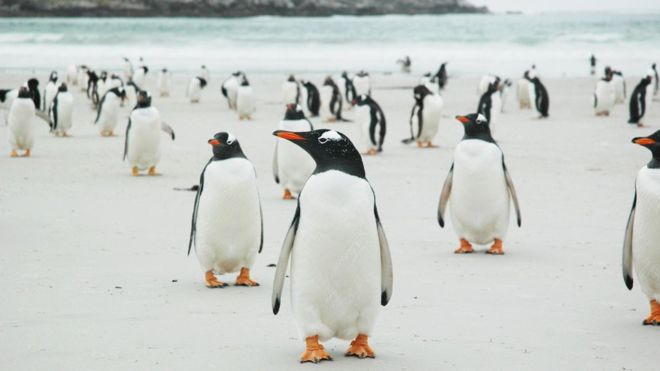 В Атлантическом океане продают остров с пингвинами и львами: землей 150 лет владела одна семья