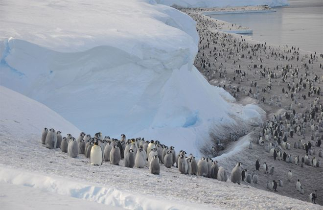 В Антарктиді тисячі дитинчат імператорських пінгвінів потонули в морі
